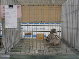 XIV Concurso Exposición de Palomas de Raza en Mula 2024